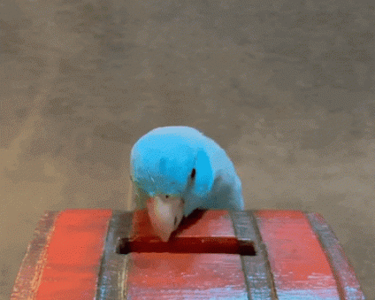 Um diferencial do BS2 é a possibilidade do cliente adquirir um cartão multimoeda