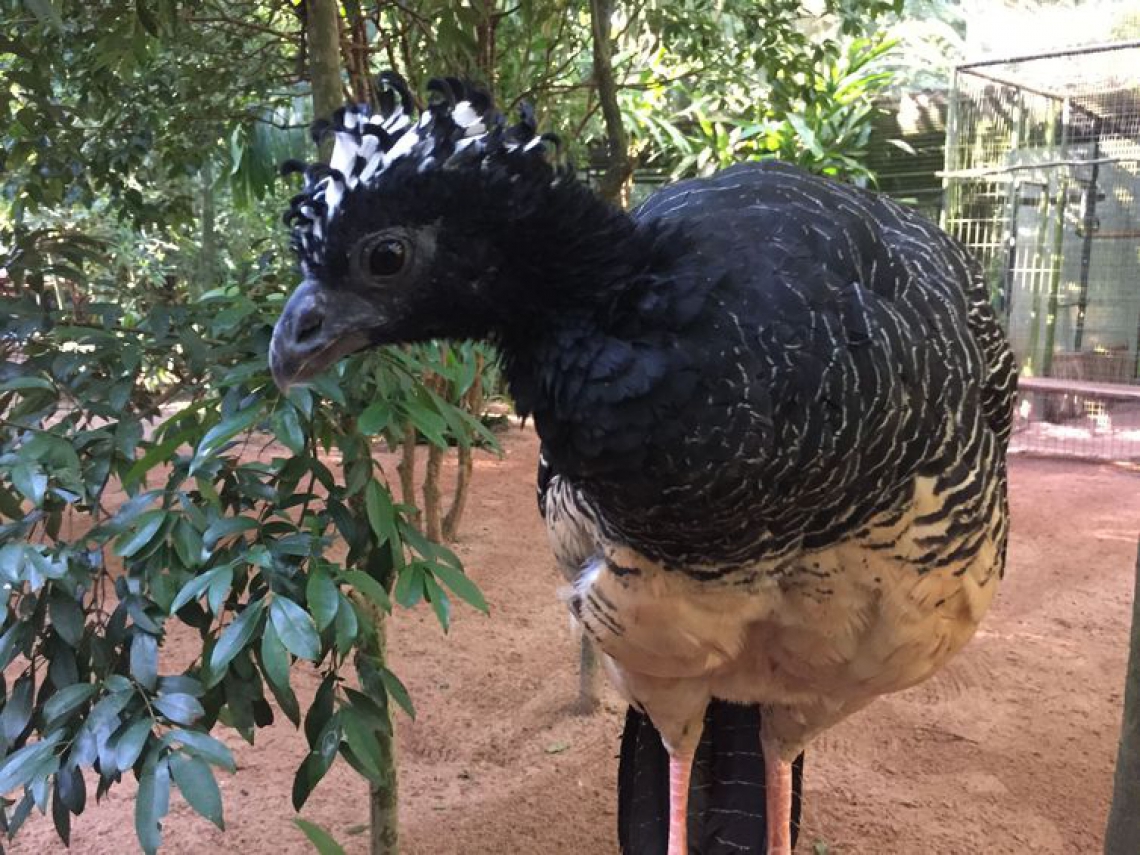 Espécies da Mata Atlântica (Foto: Fabíola Sinimbú/Agência Brasil)