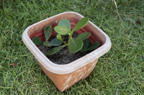 FORTALEZA, CE, BRASIL. 16-08-2019: Plantas em casas e apartamentos. (Fotos: Deísa Garcêz/Especial para O Povo)