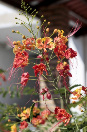 FORTALEZA, CE, BRASIL. 16-08-2019: Plantas em casas e apartamentos. (Fotos: Deísa Garcêz/Especial para O Povo)