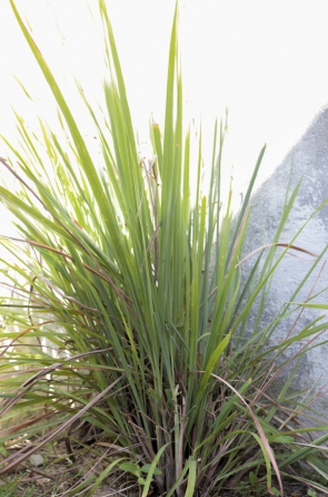 FORTALEZA, CE, BRASIL. 16-08-2019: Plantas em casas e apartamentos. (Fotos: Deísa Garcêz/Especial para O Povo)