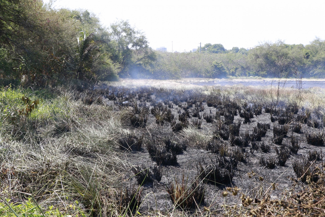 Queimadas intensificam processo de desertificação no Estado (Foto: Fco Fontenele)