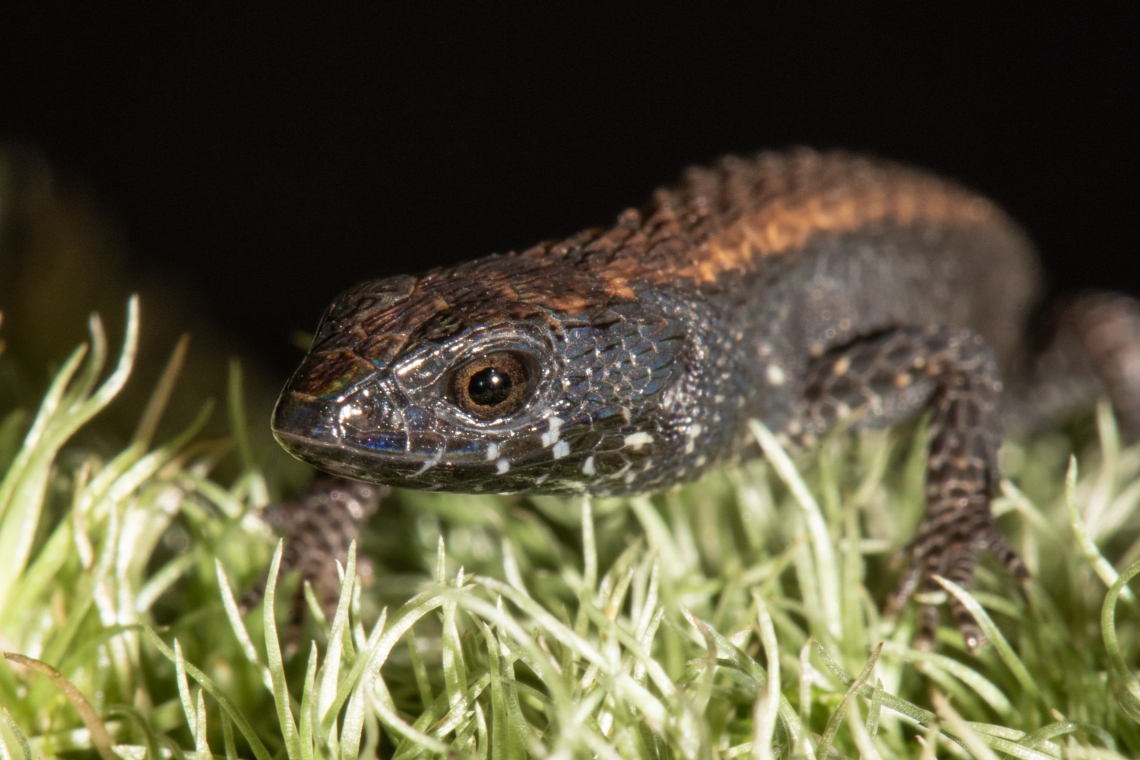 Leposoma baturitensis, lagarto também encontrado em Maranguape, que está ameaçado