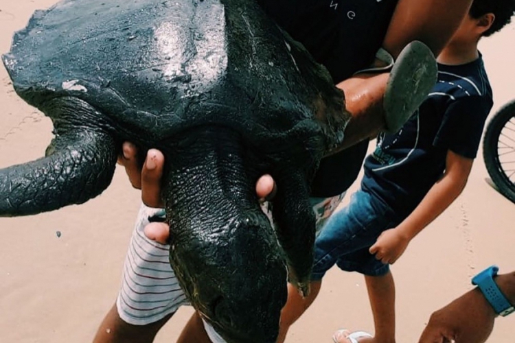 Tartarugas cobertas de oleo foram encontradas em praias do litoral nordestino.  Foto: Instituto Verdeluz/Divulgacao