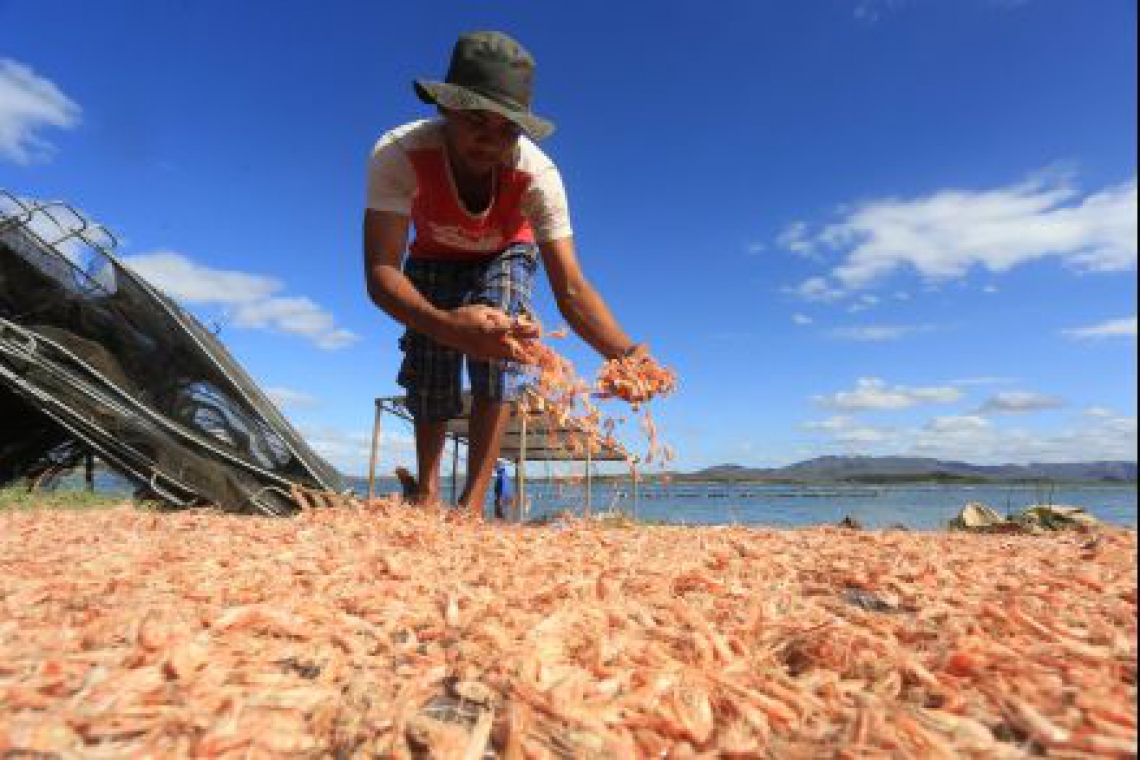 ￼A PREVISÃO para 2020 é que a 
produção de camarão alcance 50 mil toneladas no Estado (Foto: Fábio Lima)