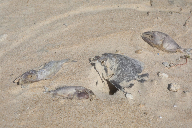 Peixes e tartarugas foram encontrados mortos na praia