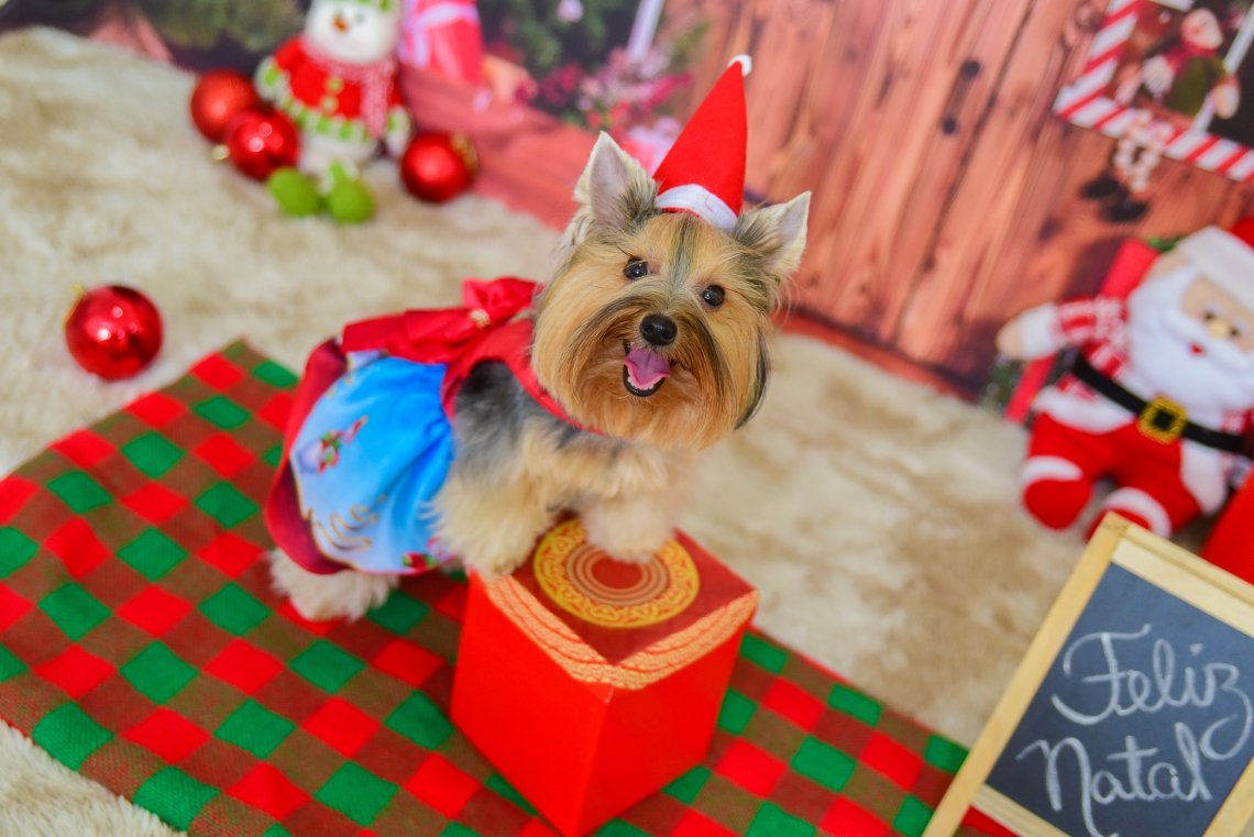 Foto: O NatAU é promovido pelo grupo Aumigos e Cãopanheiros