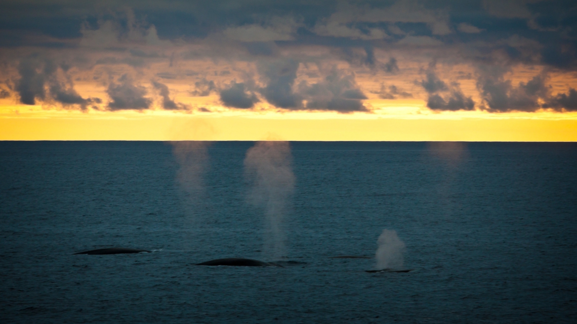 Baleias nadam no por do sol na Antártica(Foto: ravas51 (Flickr: https://www.flickr.com/people/38007185@N00/). Imagem sob licença Creative Commons (https://creativecommons.org/licenses/by-sa/2.0/))