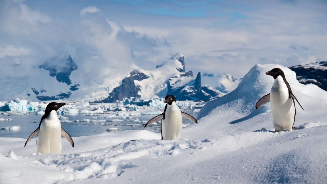 A Antártica já foi coberta por florestas no Cretáceo, antes de virar um deserto gelado(Foto: ravas51 (flickr: https://www.flickr.com/people/38007185@N00). Imagem sob licença Creative Comons (https://creativecommons.org/licenses/by-sa/2.0/))