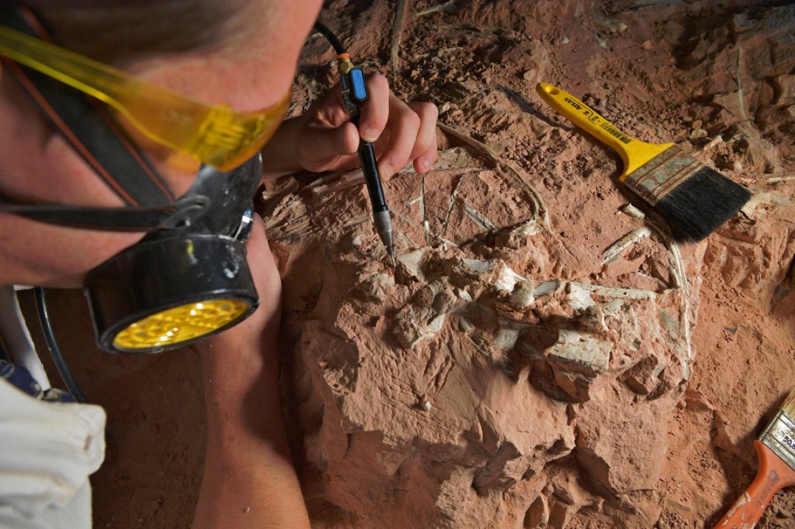O paleontólogo Rodrigo Temp Muller examina um fóssil de dinossauro do período Triássico. Foi a equipe de paleontologia do CAPPA que anunciou a descoberta de um dos fósseis mais completos do mundo, o Gnathovorax Cabreirai, um dinossauro carnívoro de 230 milhões de anos(Foto: CARL DE SOUZA / AFP)