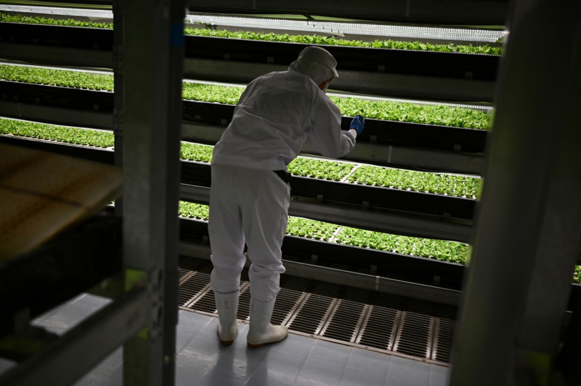 Atualmente, o Japão tem cerca de 200 fábricas de alface com luz artificial