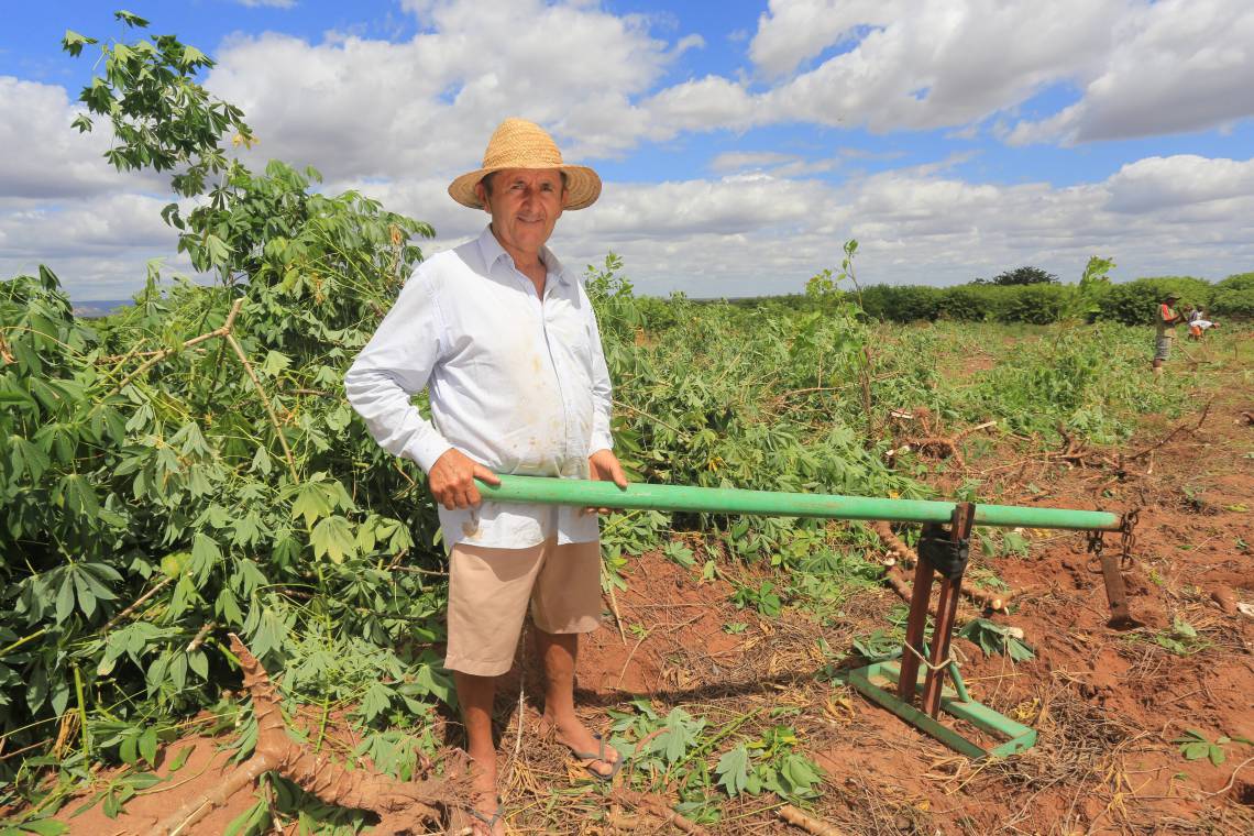 JAGUARIBARA, CE, BRASIL, 26-06-2015: Luís Nogueira do Rêgo, agricultor na plantação de macaxeira, no assentamento Curupati. Projeto Seca Os Quinzes - 100 anos da Seca do 15 (Seca no ano de 1915) - Jaguaribara. (Foto: Fábio Lima/O POVO)