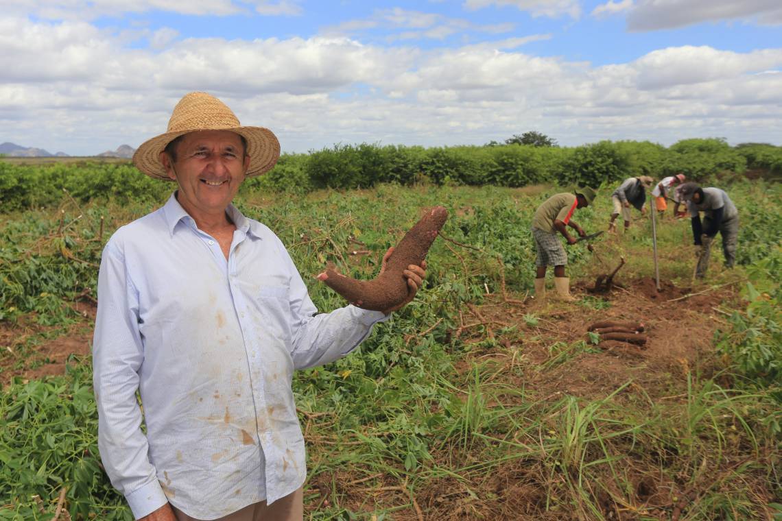 JAGUARIBARA, CE, BRASIL, 26-06-2015: Luís Nogueira do Rêgo, agricultor na plantação de macaxeira, no assentamento Curupati. Projeto Seca Os Quinzes - 100 anos da Seca do 15 (Seca no ano de 1915) - Jaguaribara. (Foto: Fábio Lima/O POVO)