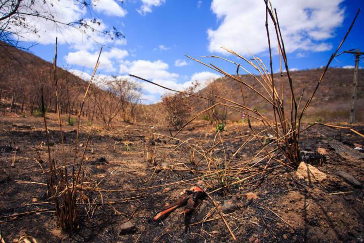 Terra sofre com as queimadas pelo Ceará. (Foto: Aurélio Alves/O POVO)