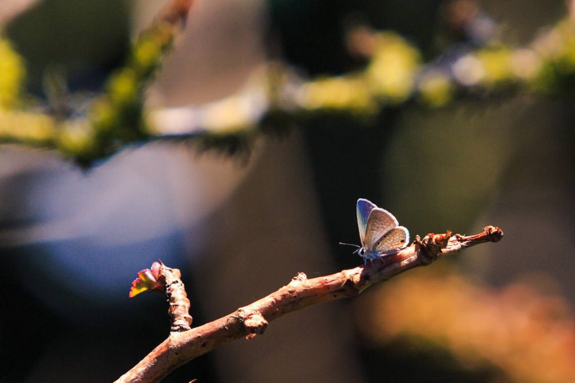 Foto: AURELIO ALVES Fauna e flora da serra no Maciço de Baturité. (Foto: Aurélio Alves/O POVO)