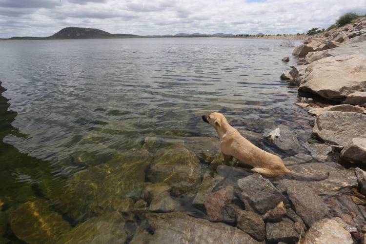 Cachorro às margens da barragem do Tucutu, em Cabrobó (Foto: Fábio Lima/O POVO)(Foto: O POVO)