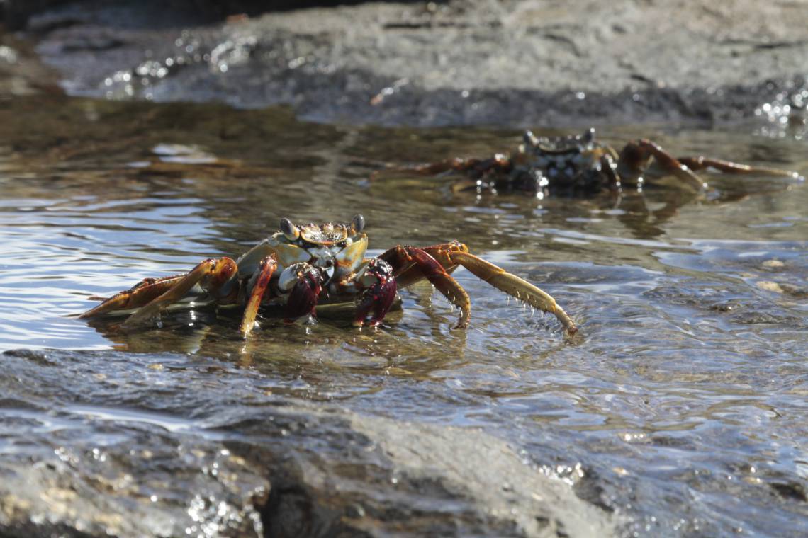 Caranguejos, na Ilha da Trindade, no Espírito Santo. (Foto: Demitri Túlio/Acervo Pessoal)(Foto: DEMITRI TULIO)