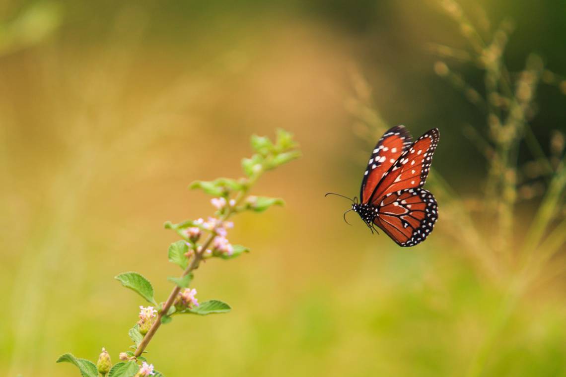 Borboleta Metafórica