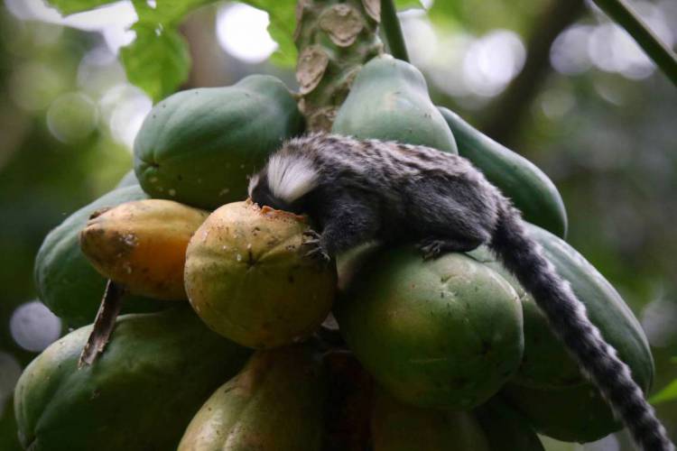 Saguis podem ser observados em boa parte das trilhas do Parque do Cocó. Não é recomendado que humanos alimentem esses animais