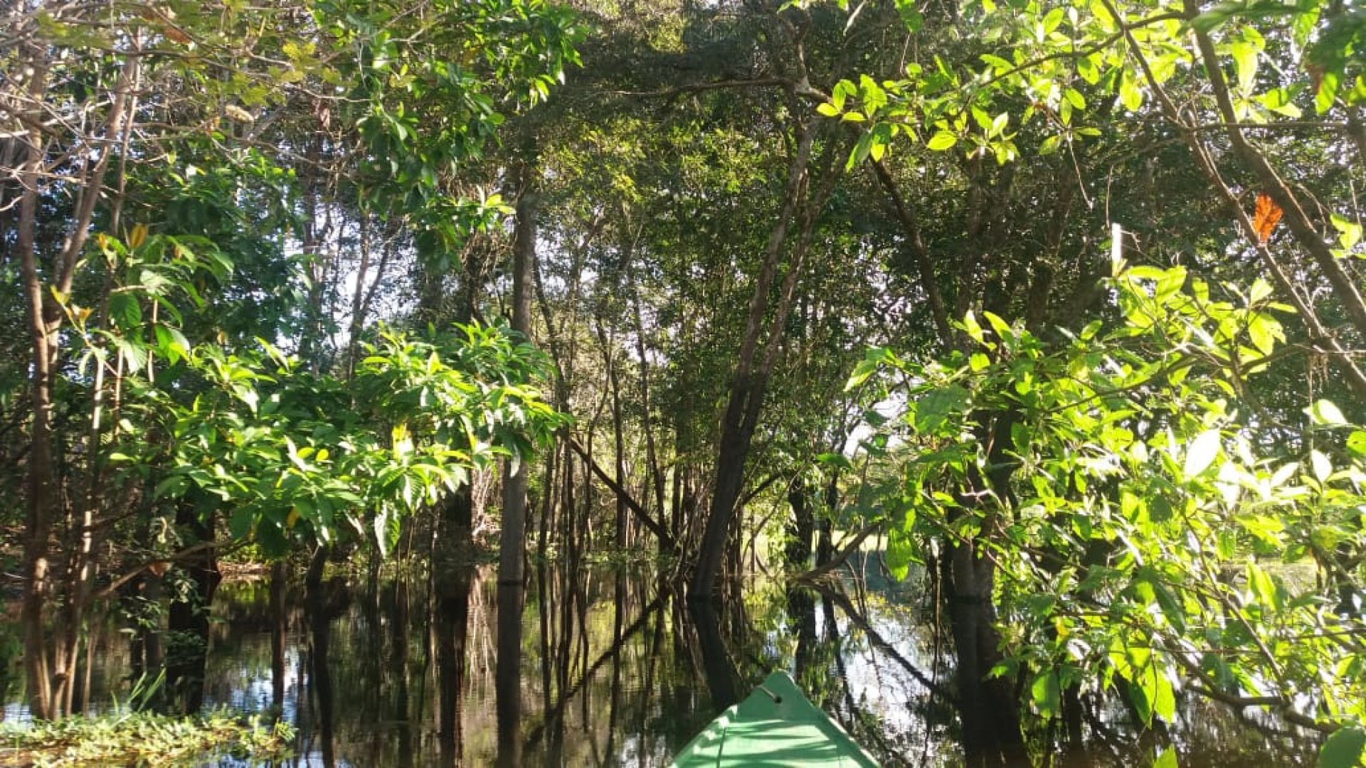 ￼ Área de floresta inundada na região do rio Juma, no Amazonas (Foto: ÉRICO FIRMO)