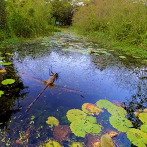 A BIODIVERSIDADE sofre com o desmatamento no Ceará. A Caatinga, bioma predominante no Semiárido cearense, perdeu 43,4% de cobertura segundo a Associação Caatinga