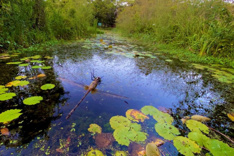Líbelula na Lafo das Ninfeas, no Parque do Cocó(Foto: DEMITRI TÚLIO)