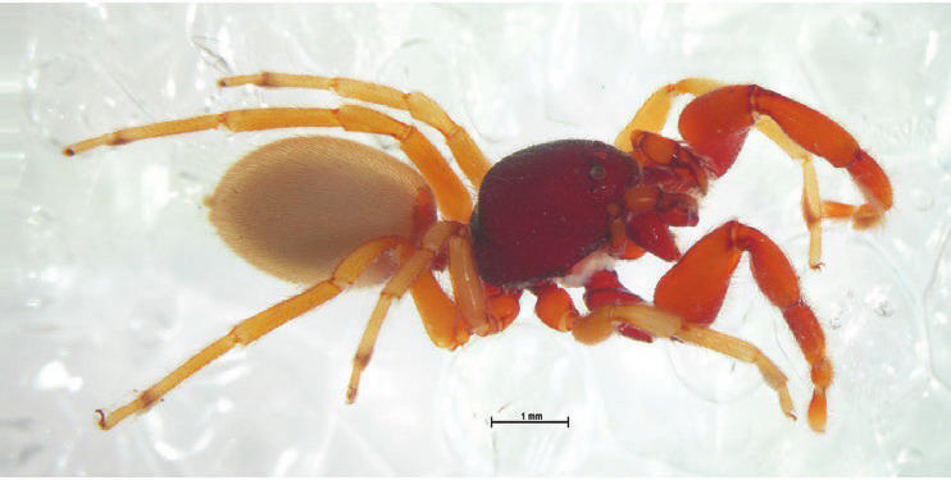 Espécime de aranha da família Palpimanidae. O nome científico dela é Sarascelis chaperi, encontrada em Israel, e descrita em 2013.(Foto: Sergei Zonstein ENTITY_amp_ENTITYYuri M. Marusik)