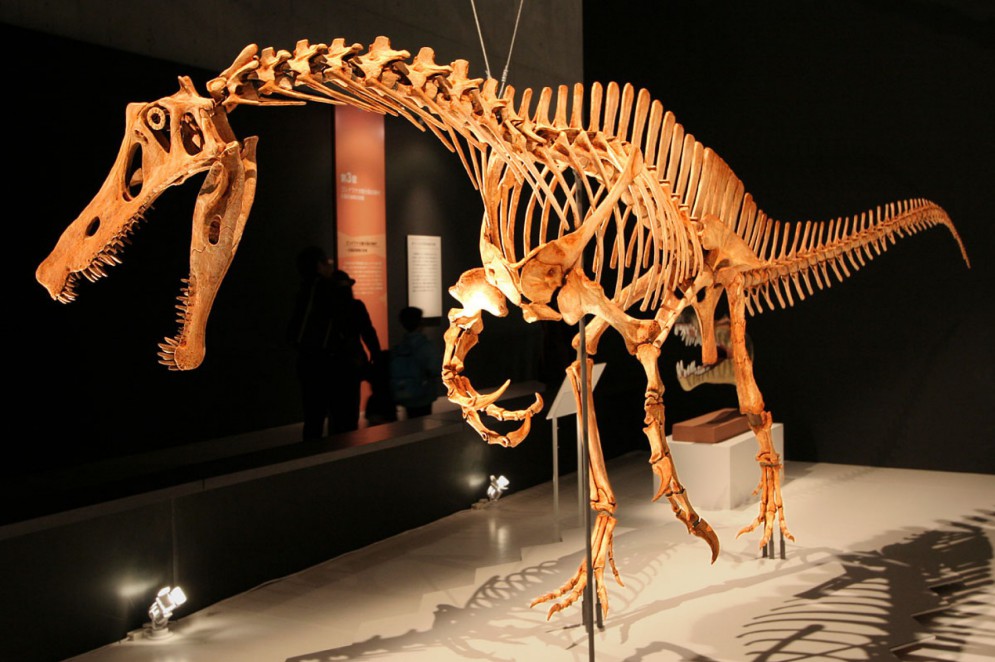 Esqueleto reconstruído de um Irritator no Museu Nacional de Ciência do Japão, Tóquio.(Foto: Kabacchi)