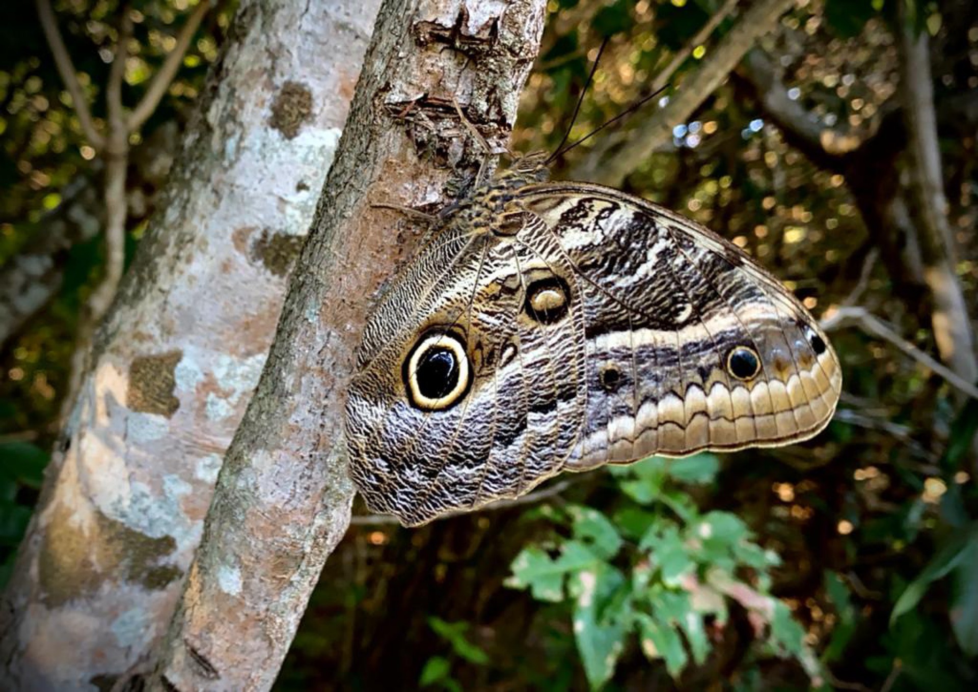 Clicada por Demitri Tulio, no Parque Municipal das Dunas da Sabiaguaba, a borboleta-coruja e suas asas fingidoras. O desenho de um olho e dentes simulam a cabeça de uma cobra e afugentam o predador (Foto: DEMITRI TÚLIO)