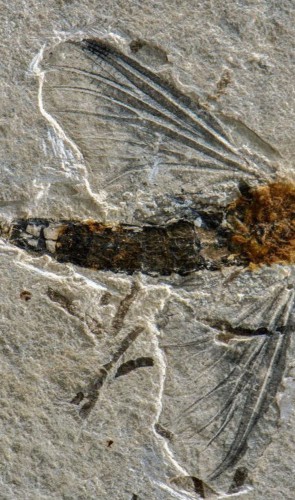 Arianny também já descreveu outra espécie de inseto adulto fóssil do Cariri, o <i>Incogemina nubila</i>.