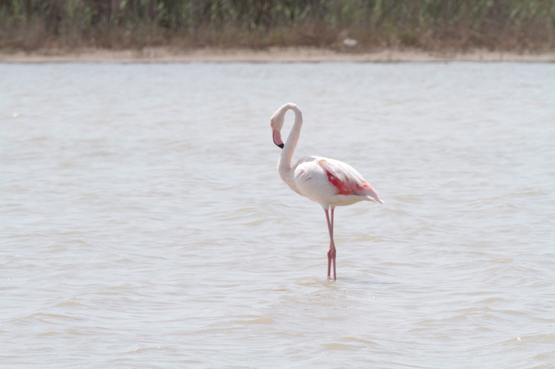 Na foto de Demitri Túlio, flagrante dos viajantes flamingos, na região de Camargue, no Sul da França, no verão de 2013. Para saber, os flamingos viajam todos os anos, em buscam de lugares mais quentes, para nidificar (Foto: DEMITRI TULIO)