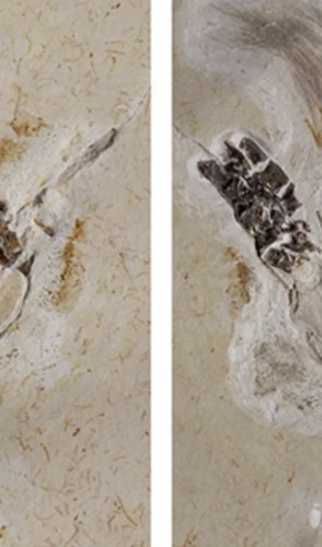 Caso Ubirajara. Fóssil de dinossauro no centro de uma disputa entre Brasil e Alemanha(foto: Divulgação)