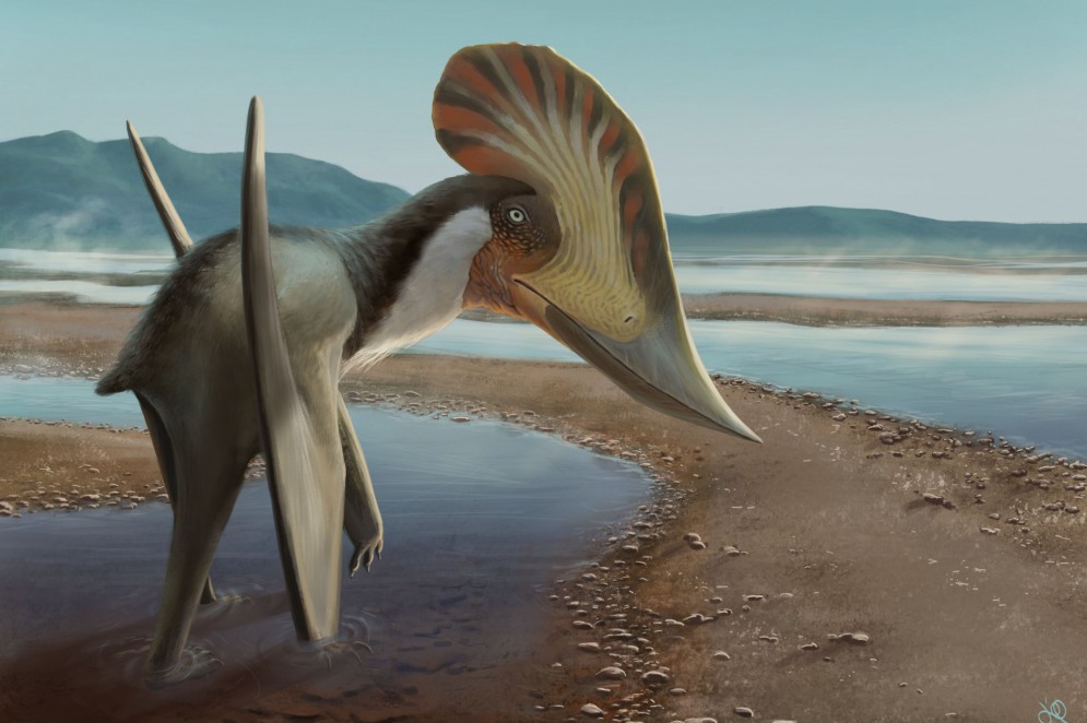 Reconstrução ilustrada do pterossauro Kariridraco dianae.(Foto: Júlia d’Oliveira)