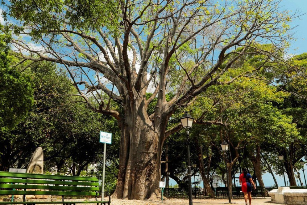 O centenário Baobá do Passeio Público de Fortaleza.