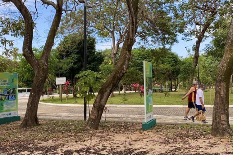 Os três pau-d'arcos-roxos do Adahil Barreto, no Parque do Cocó, têm idade aproximada de 30 anos segundo pesquisa da Unilab(Foto: DEMITRI TÚLIO)