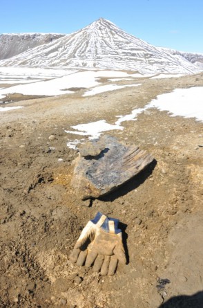 Fóssil encontrado durante escavação na Antártica.(Foto: Divulgação)