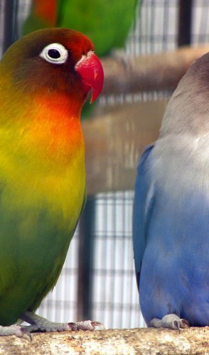 ATENÇÃO! Desde 2011, o periquito do gênero <i>agapornis</i> não é mais considerado ave doméstica.