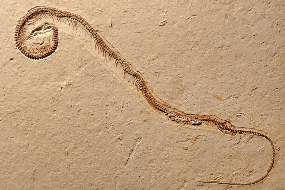 O fóssil da tetrapodophis.(Foto: Dave Martill/University of Portsmouth)