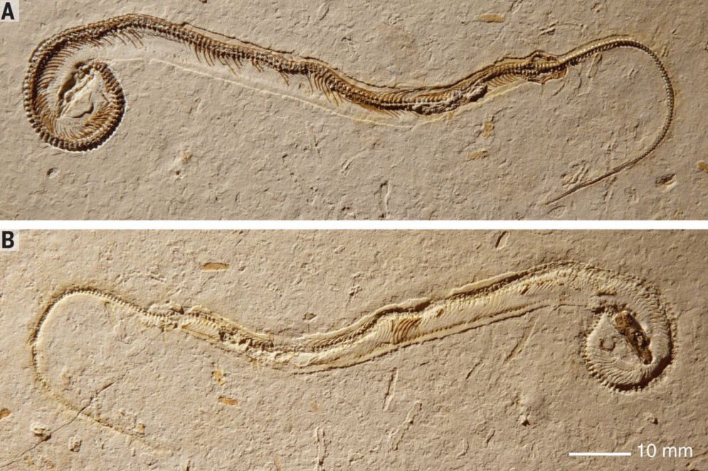 Os dois moldes do fóssil da tetrapodophis. No molde de cima, as impressões do corpo e das patas. No de baixo, o crânio do lagarto semiaquático.(Foto: Dave Martill/University of Portsmouth)