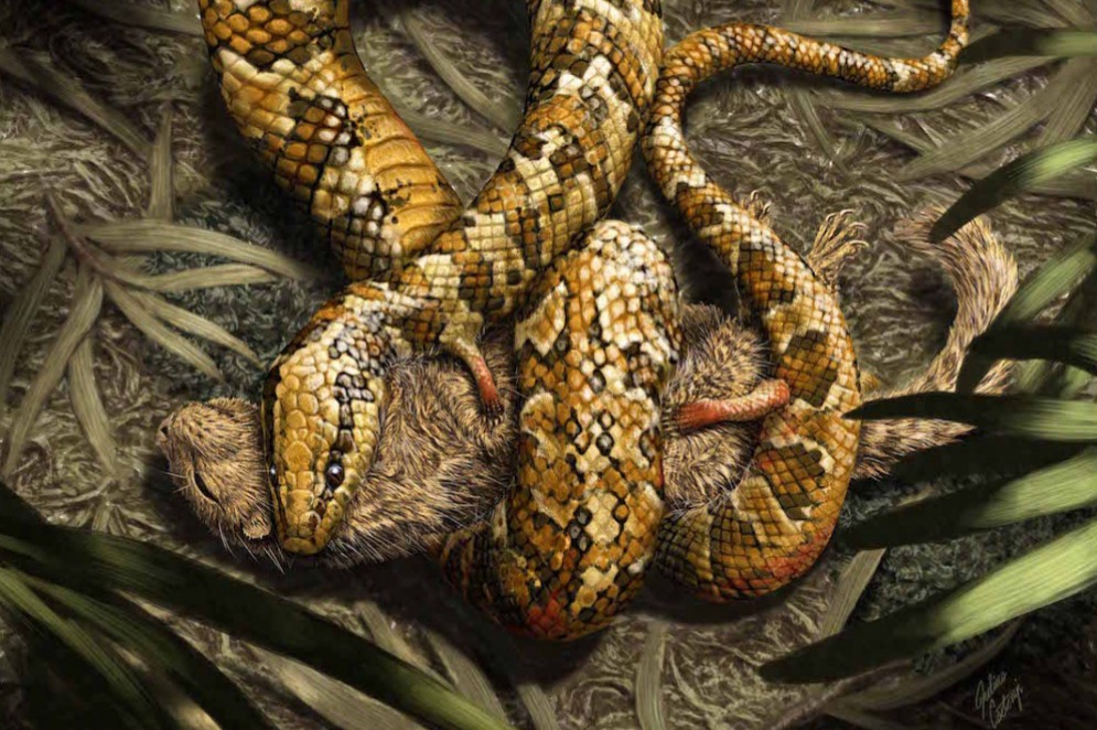 Paleoarte da tetrapodophis imaginada como uma cobra com quatro patas. De acordo com a pesquisa, as patas seriam utilizadas para agarrar as presas.(Foto: Julius Cstonyu/Divulgação)