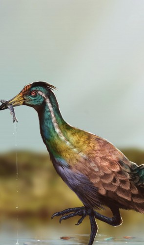 É a 1ª espécie encontrada fora do eixo China e Mongólia, colocando o Brasil como candidato da origem das aves.