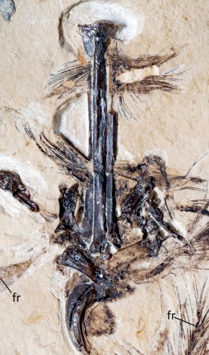 O fóssil estudado consiste no pé direito da ave, com garras e impressões de penas.