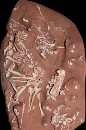 Esqueleto da Berthasaura leopoldinae após ser preparado.(Foto: Museu Nacional/Divulgação)