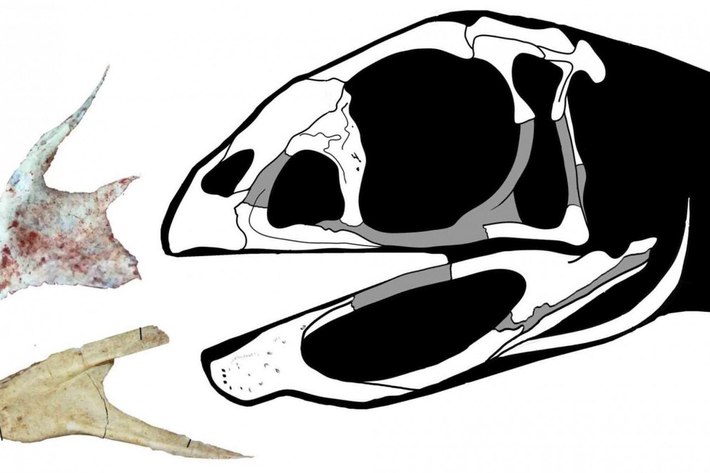 Desenho da cabeça da Berthasaura leopoldinae.(Foto: Divulgação/Museu Nacional)
