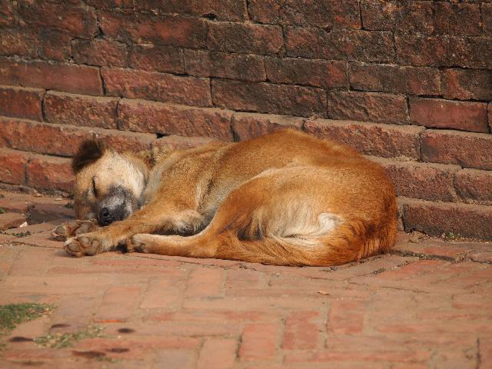 Cão abandonado (Foto: Arquivo)