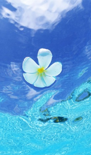Flores brancas ao mar: Parecido com as sete ondas, esse ritual é uma agradecimento à Iemanjá.