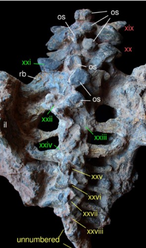 O estudo foi liderado por Juan Cisneros (UFPI), com equipe do Museu de Paleontologia da UFRGS Irajá Damiani Pinto.