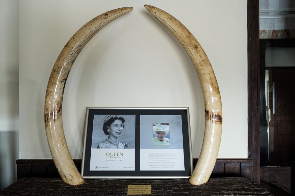 Nesta foto de arquivo tirada em 10 de abril de 2021, itens memoriais são exibidos no Treetops Lodge, onde a rainha britânica Elizabeth II da Inglaterra passou a noite em que seu pai, o rei, morreu e ela se tornou rainha em 1952, em Aberdare Narional Park em Nyeri , Quênia(Foto: YASUYOSHI CHIBA / AFP)