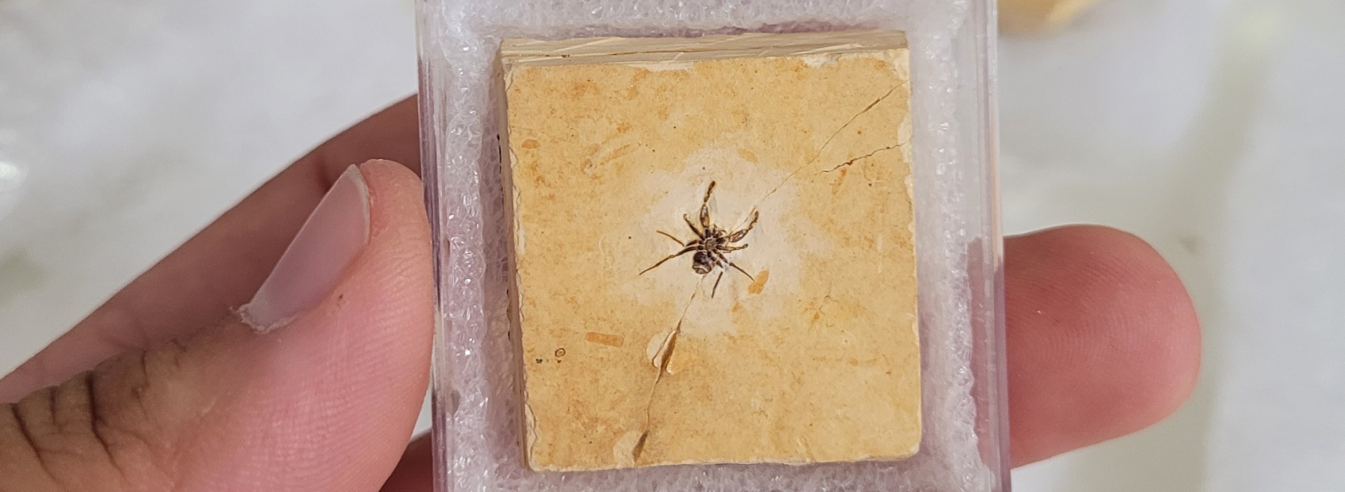 Holótipo da Cretapalpus vittari, aranha pré-histórica traficada para os EUA, mas repatriada em 2021(Foto: Renan Bantim)