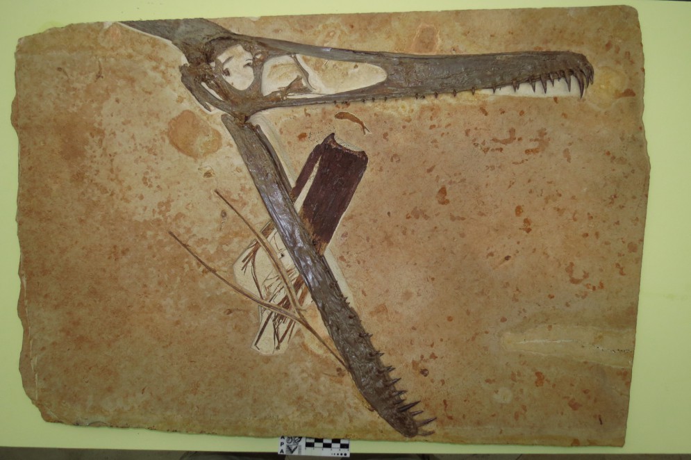 Crânio do pterossauro Ludodactylus sibbicki, ilicitamente exportado do Brasil e depositado no Museu de História Natural Karlsruhe, na Alemanha.(Foto: Felipe Pinheiro / Divulgação)